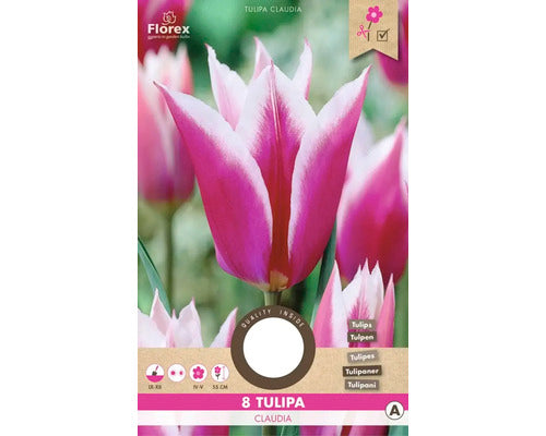 Bulbi De Lalele Claudia 11/12 8 Buc