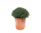 Cimbru Floraself Thymus Vulgaris Ghiveci Ø 18 Cm