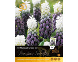 Bulbi De Flori Premium Selection Muscari Grape Ice 10 Buc
