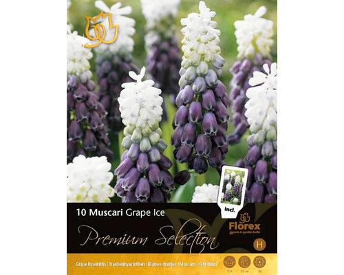 Bulbi De Flori Premium Selection Muscari Grape Ice 10 Buc