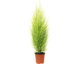 Conifer Floraself Cupressus Macrocarpa ‘goldcrest Wilma' H 50-60 Cm Ghiveci Ø 14 Cm