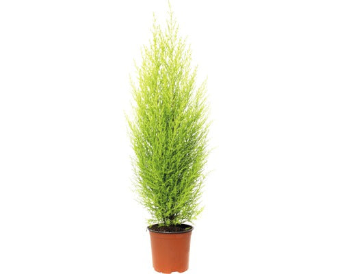 Conifer Floraself Cupressus Macrocarpa ‘goldcrest Wilma' H 50-60 Cm Ghiveci Ø 14 Cm