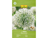 Bulb De Flori Floraself Allium Mont Everest 18/20 1 Buc