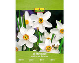 Bulbi Narcise Floraself Recurvus 10/12 15 Buc