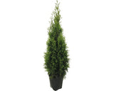 Thuja Smaragd Occidentalis, H 125-150 Cm, Container Click