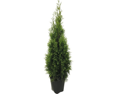 Thuja Smaragd Occidentalis, H 125-150 Cm, Container Click