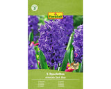 Bulbi Zambila Floraself Orientalis Albastru 15/16 5 Buc
