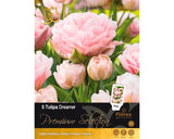 Bulbi De Lalele Premium Dreamer 11/12 5 Buc