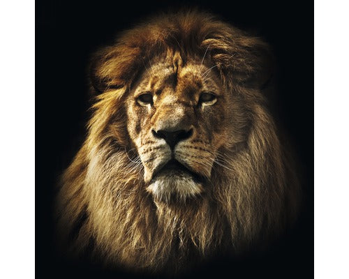 Tablou Sticla The Leader 50x50 Cm
