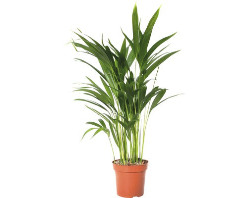 Palmier Floraself Dypsis Lutescens H 70-80 Cm Ghiveci Ø 17 Cm