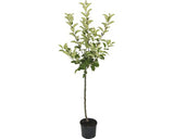 Pom Fructifer Mar Floraself Malus Domestica 'roter Boskoop' H 150-180 Cm Co 6 L