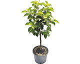 Pom Fructifer Mar Pitic Floraself Malus Domestica 'delgrina' H 60-100 Cm Co 7, 5 L