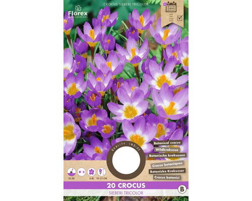 Bulbi De Flori Branduse Sieberi Tricolor 5/7 20 Buc