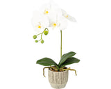 Planta Artificiala Orhidee Fluture Phalaenopsis In Ghiveci H 36 Cm Alb