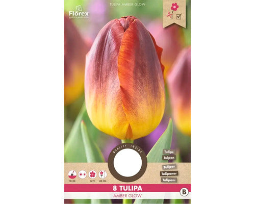 Bulbi De Lalele Amber Glow 11/12 8 Buc