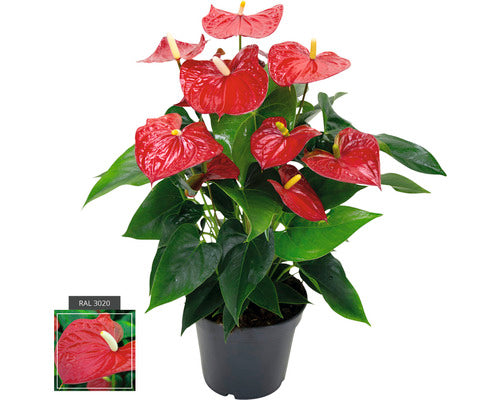 Floarea Flamingo Anthurium Andreanum Hybrid H 55-60 Cm Ghiveci Ø 17 Cm Rosie