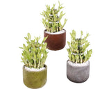 Bambus Norocos Floraself Lucky Bamboo H 20 Cm Ghiveci Ø 11 Cm