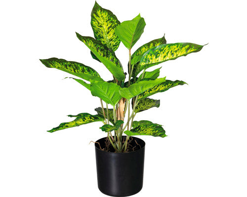 Planta Artificiala Dieffenbachia In Ghiveci H 45 Cm Verde