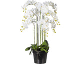 Planta Artificiala Orhidee Fluture Phalaenopsis In Ghiveci H 110 Cm Alb