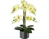 Planta Artificiala Orhidee Fluture Phalaenopsis In Ghiveci H 38 Cm Verde