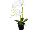 Planta Artificiala Orhidee Fluture Phalaenopsis In Ghiveci Negru H 55 Cm Alb