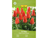 Bulbi De Lalele Floraself Oriental Beauty 11/12 10 Buc