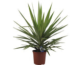 Yucca Elephantipes H 35-45 Cm Floraself Ghiveci Ø 20 Cm