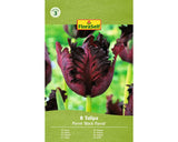 Bulbi De Lalele Floraself Black Parrot 11/12 8 Buc