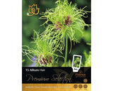 Bulbi De Flori Premium Allium Hair 15 Buc