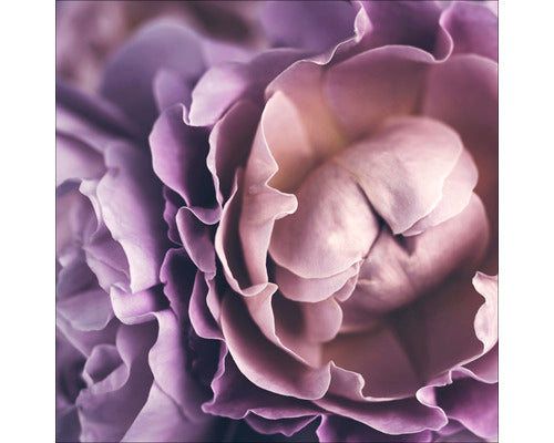 Tablou Sticla Baroque Peonies I 20x20 Cm