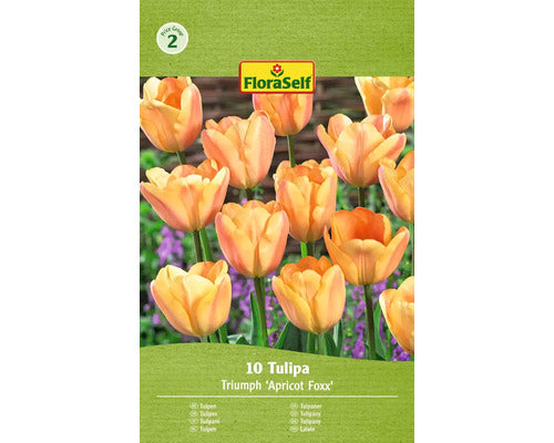 Bulbi De Lalele Floraself Apricot Foxx 11/12 10 Buc