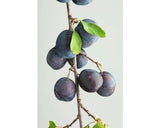 Bio Pom Fructifer Prun Floraself Bio Prunus Domestica Subsp. Insititia H 150-180 Cm Co 7, 5 L