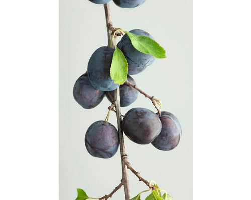 Bio Pom Fructifer Prun Floraself Bio Prunus Domestica Subsp. Insititia H 150-180 Cm Co 7, 5 L
