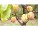 Bio Pom Fructifer Prun Floraself Bio Prunus Domestica Starline® 'aprimira' H 120-150 Cm Co 7, 5 L
