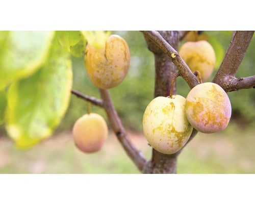 Bio Pom Fructifer Prun Floraself Bio Prunus Domestica Starline® 'aprimira' H 120-150 Cm Co 7, 5 L