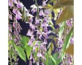 Butas Glicina Roz Floraself H 50-70 Cm Co 2, 3 L