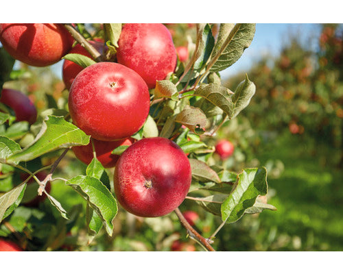 Bio Pom Fructifer Mar Floraself Bio Malus Domestica 'florina' H 60-80 Cm Co 5 L