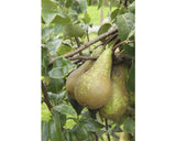 Bio Pom Fructifer Par Floraself Bio Pyrus Communis 'conférence' H 130-150 Cm Co 7, 5 L