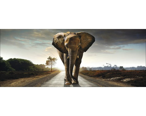 Tablou Sticla Elephant 50x125 Cm