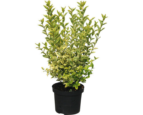 Lemn Cainesc Floraself Ligustrum Ovalifolium 'aureum' H 50-60 Cm Co 4 L