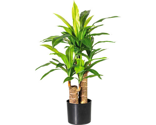 Planta Artificiala Dracena 2 Tulpini In Ghiveci H 80 Cm Verde