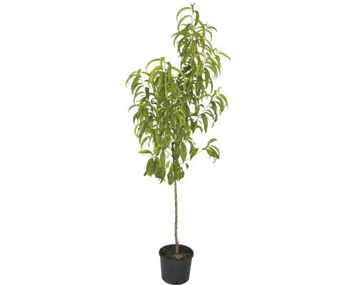 Pom Fructifer Piersic Floraself Prunus Persica 'amsden' H 150-180 Cm Co 6 L