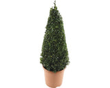 Tuya Sub Forma De Piramida, H 50-60 Cm, Co 4, 5 L