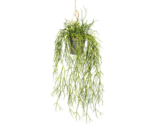 Planta Artificiala Rhipsalis Suspendat H 60 Cm Verde