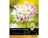 Bulbi De Flori Premium Selection Allium Trifoliatum Cameleon 20 Buc