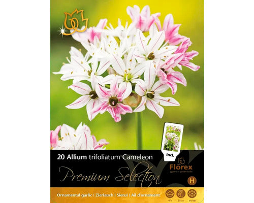 Bulbi De Flori Premium Selection Allium Trifoliatum Cameleon 20 Buc