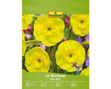 Bulbi Narcise Floraself Sundisc 10/12 15 Buc