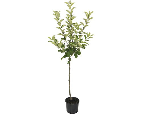 Pom Fructifer Mar Floraself Malus Domestica 'cox Orange' H 150-180 Cm Co 6 L