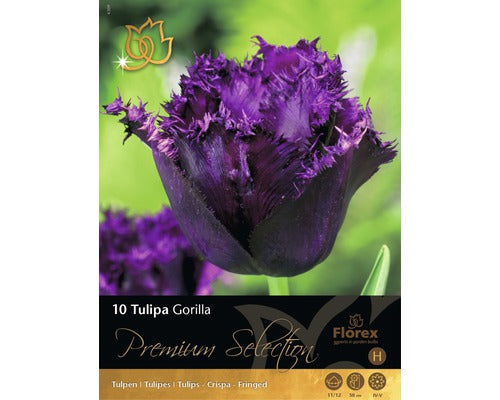 Bulbi De Lalele Gorilla Negru 10 Buc