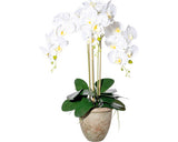 Planta Artificiala Orhidee Fluture Phalaenopsis In Vas H 75 Cm Alb